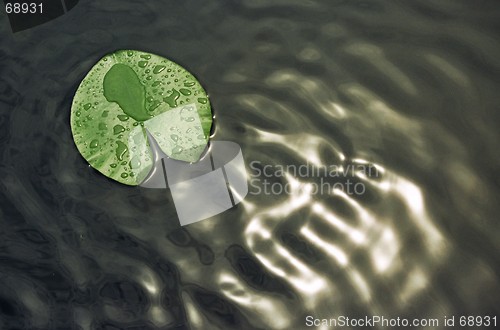Image of leaf on water