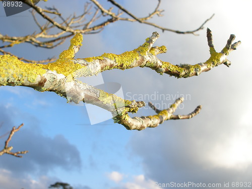 Image of branch covered in moss