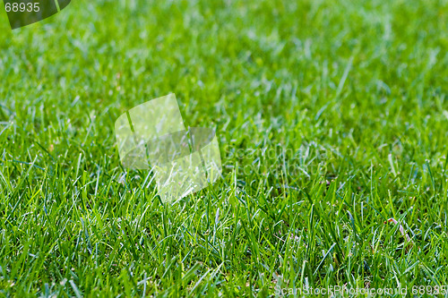 Image of Grass