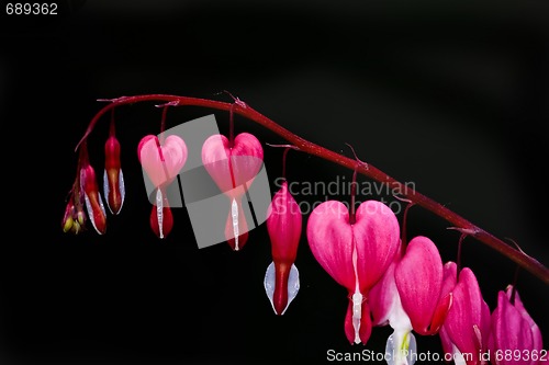 Image of bleeding heart