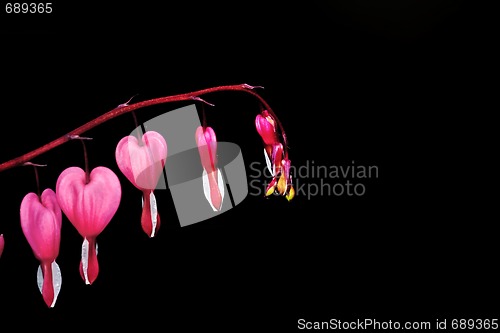 Image of Bleeding-heart