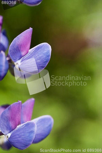 Image of Lupin