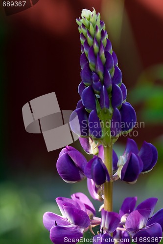 Image of Purple lupin