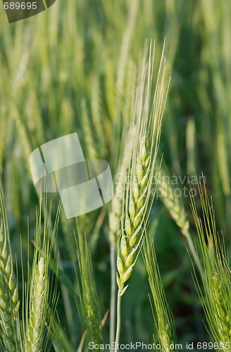 Image of Wheat