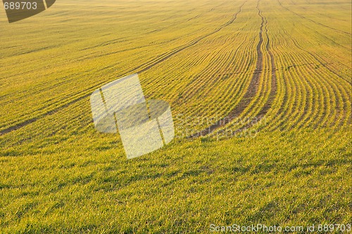 Image of Field