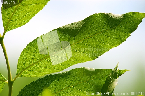 Image of Leaves