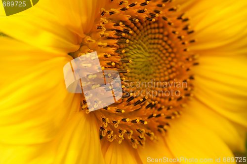 Image of Sunflowers