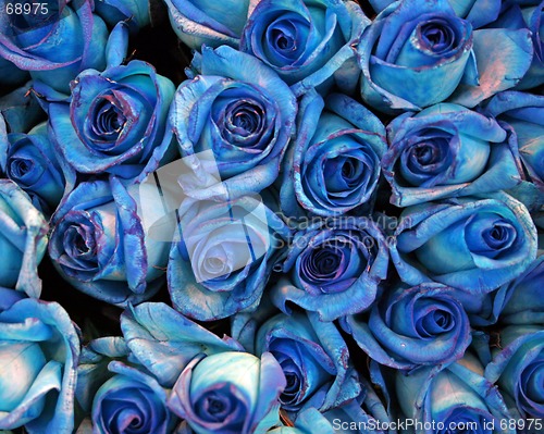 Image of Blue roses