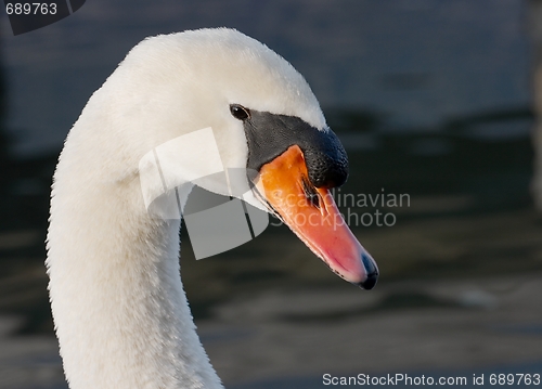 Image of Swan