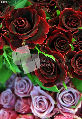 Image of Roses