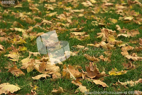 Image of Leaves
