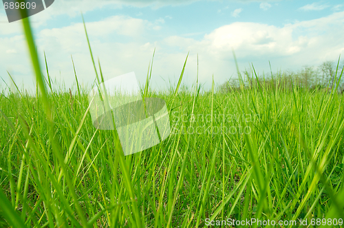 Image of Grass