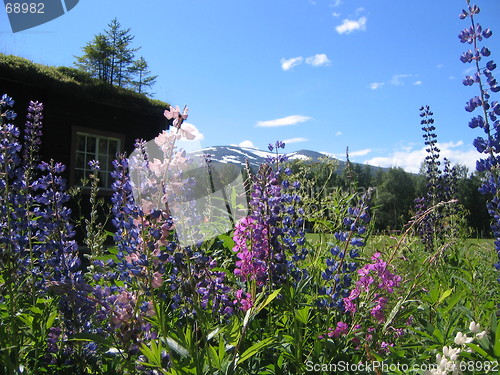 Image of Summer meadow