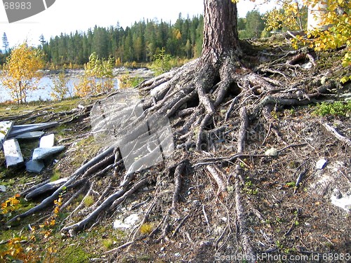 Image of Roots