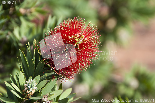 Image of Flowers in Noosa, Australia, August 2009