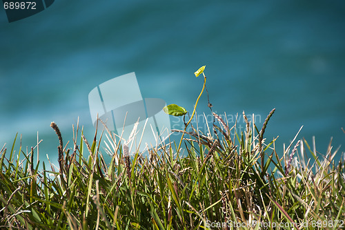 Image of Grass and Water, Byron Bay, Australia, August 2009