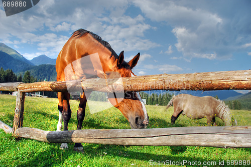 Image of Horses, Dolomites, Italy, August 2007