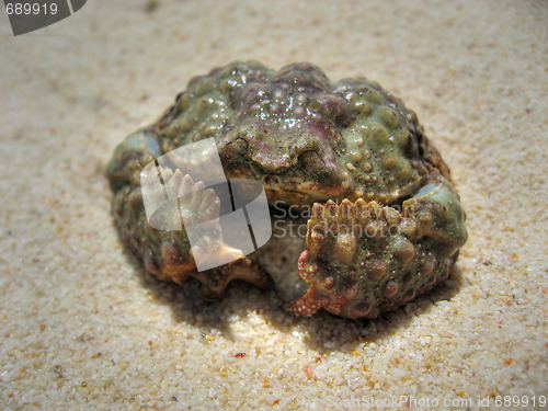 Image of Defensive Crab, Koh Samui, Thailand, August 2007