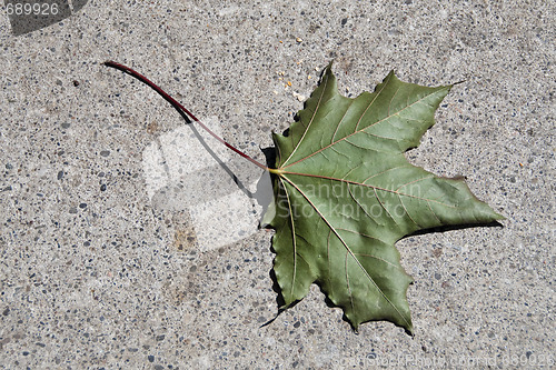 Image of Maple Leaf on a Toronto Street, Canada, August 2008