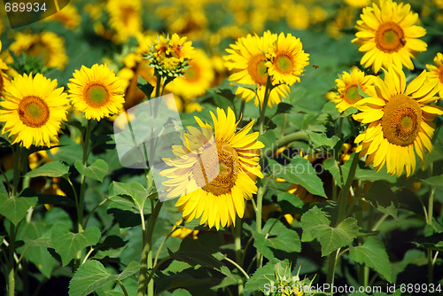 Image of Sunflowers Field, Tuscany, July 2007