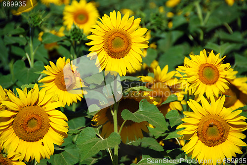 Image of Sunflowers Field, Tuscany, July 2007