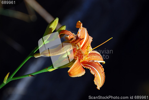 Image of Flower in Val Visdende, Italy, August 2007