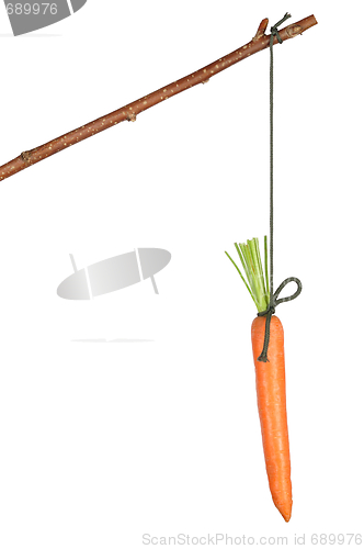 Image of Carrot