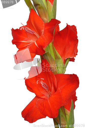 Image of Gladiolus