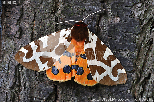 Image of Tiger Moth