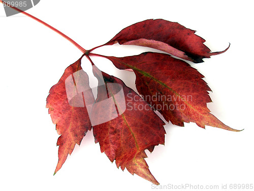 Image of autumn leaf