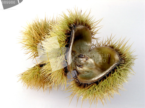 Image of conker