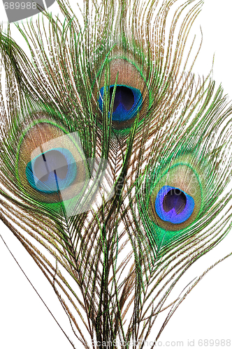 Image of Peacock feathers