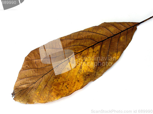 Image of autumn leaf