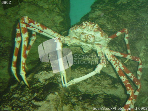 Image of Japanese Sea Spider