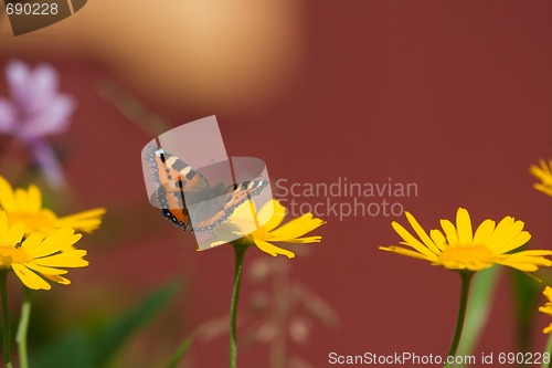 Image of small tortoiseshell