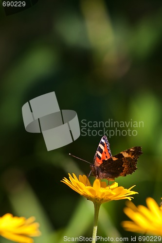 Image of Small tortoiseshell