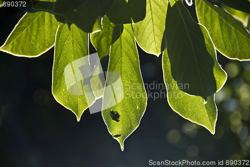 Image of Sun through the Leaves, Tuscany, Italy, June 2009