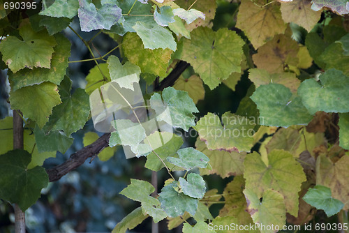 Image of Autumn Leaves in a Tuscan Garden, Italy, October 2008