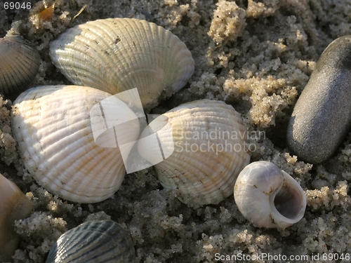 Image of shells