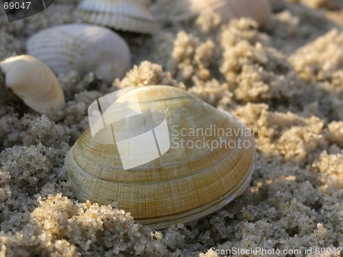 Image of shells