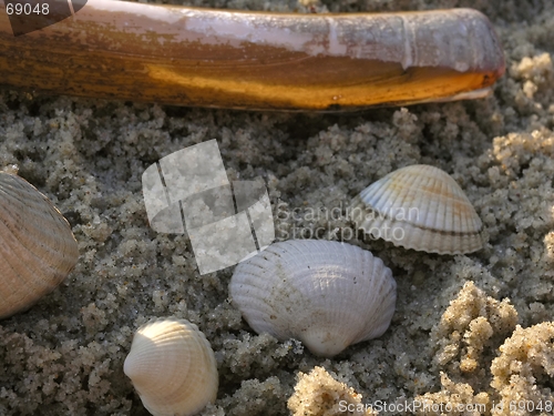 Image of shells