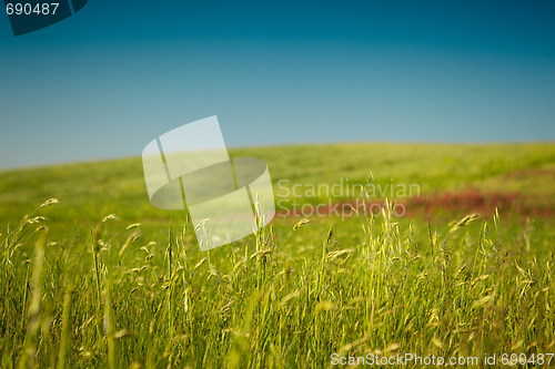 Image of Harvest field