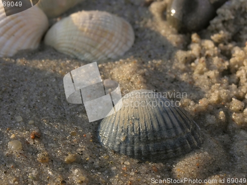 Image of shells