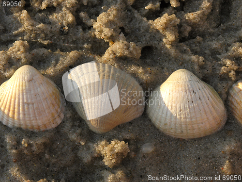 Image of shells