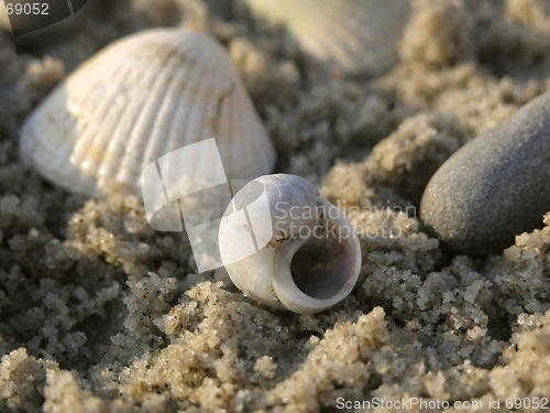 Image of shells