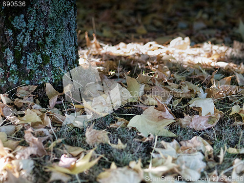 Image of Fall tree