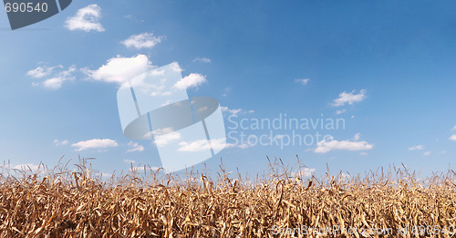 Image of Dry corn field panorama