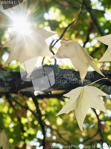 Image of Autumn scene