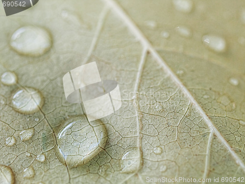 Image of Brown leaf macro with drops