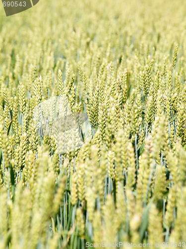 Image of Young wheat field